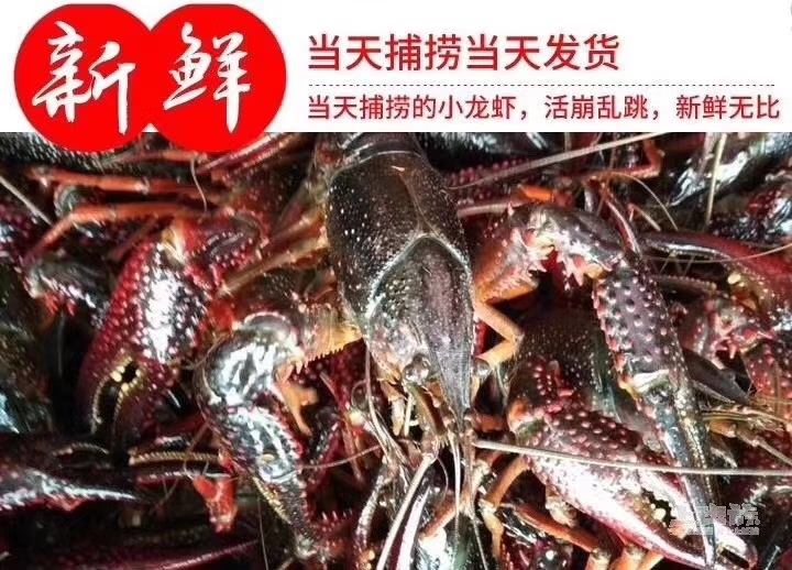岳阳小龙虾 一手养殖地货源