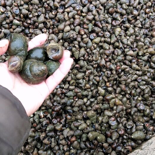 沙洋县石螺 一点四以上的不封顶，每天都新鲜发货