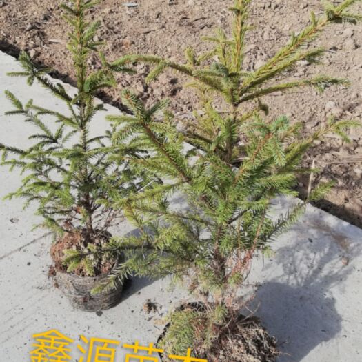 舟曲县青海云杉 60的杯苗
