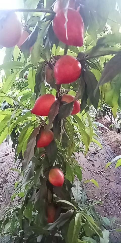  本地油桃   有甜又脆