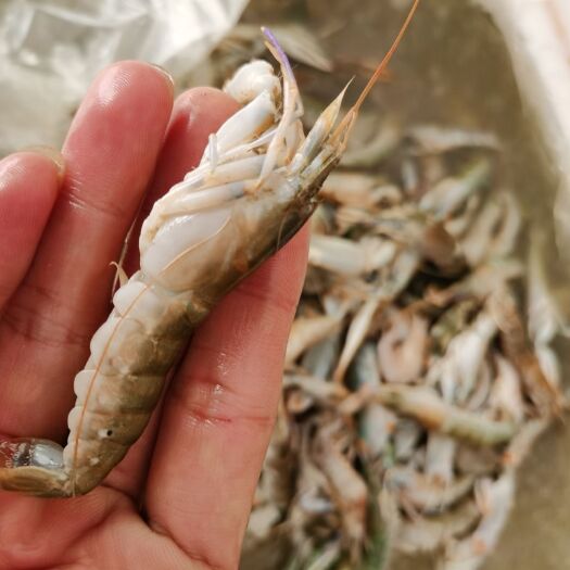 蝼蛄虾 