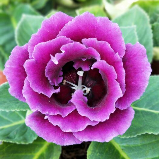 长春 大岩桐富贵芙蓉花四季开花盆栽花卉基地发货