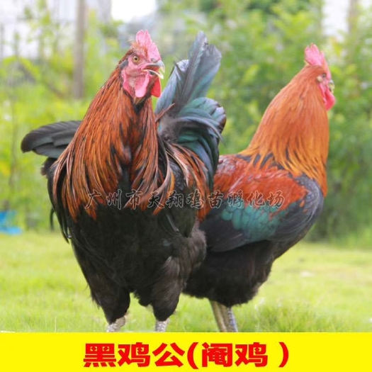 广州黑瑶鸡苗 公
