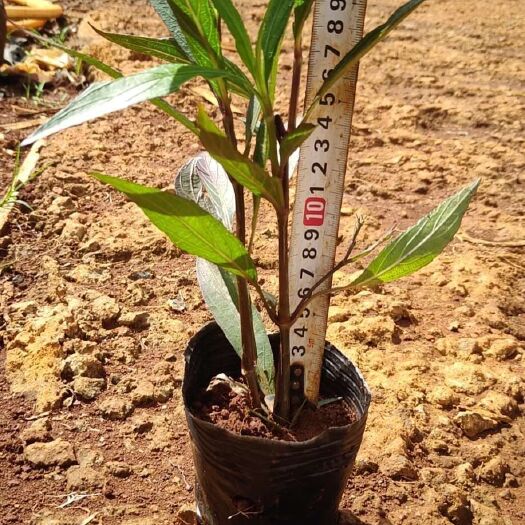 海口翠芦莉盆栽