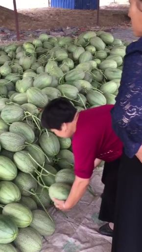 羊角蜜甜瓜 所有品种瓜已上市