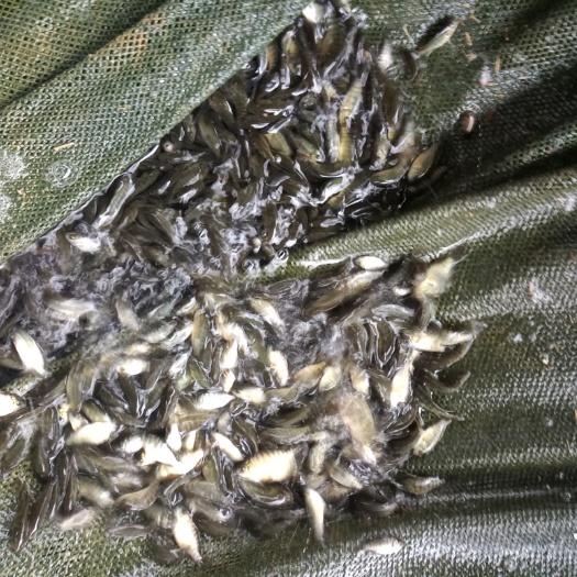 广州 各种优质淡水鱼苗水花