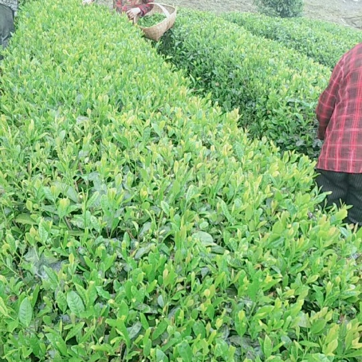 宜昌高山绿茶 3年以上