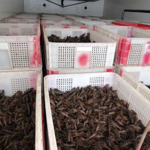 监利市荆州小龙虾 长期出售优质龙虾苗子，成品虾