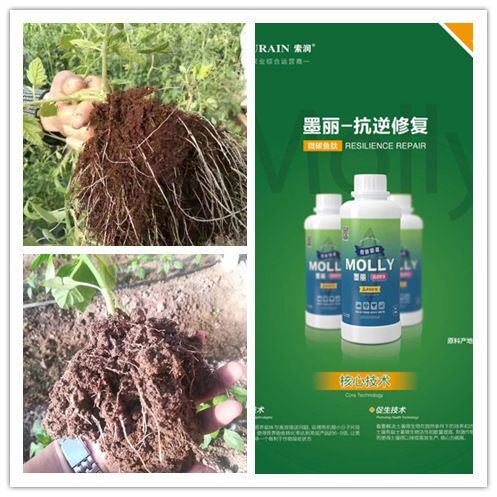 寿光市鱼蛋白 墨丽微碳鱼肽～活化根部状态～修复化学损伤