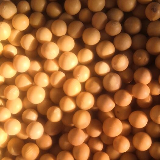 北安市 商品大豆芽豆