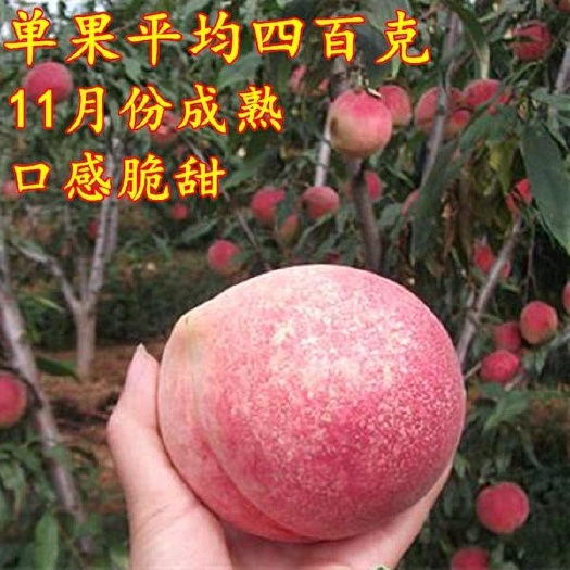 平邑县冬桃苗  晚熟桃树苗巨型冬桃树苗 包邮 包品质 包结果 24h发货