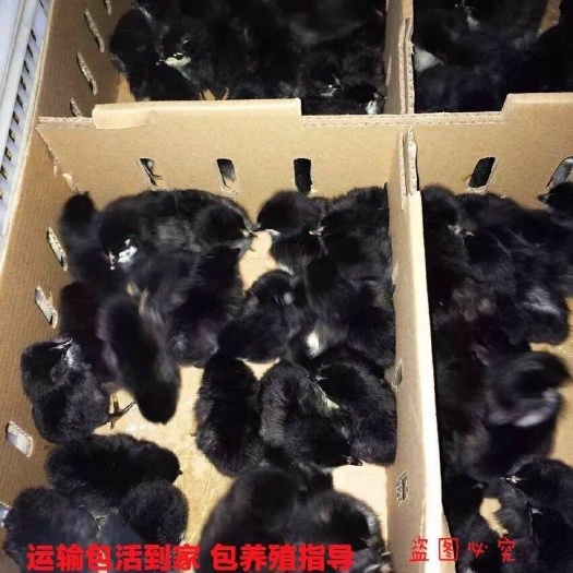 南京 黑羽土鸡苗 黑土鸡 散养土鸡苗 黑鸡出壳苗 活体鸡苗