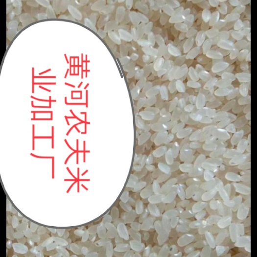 原阳县弱碱米   热销原阳优质黄金晴大米，盐碱地口感好，不抛光打蜡