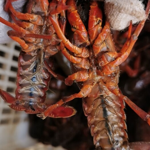 洪湖市青壳小龙虾 荆楚优品湖味鲜，精益求精重品质，踏踏实实求发展。