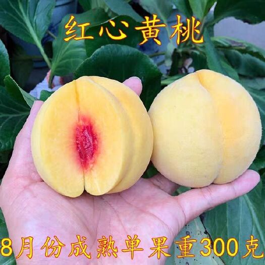 平邑县新品种红心黄桃晚熟奉贤黄桃树苗嫁接黄桃桃树苗果树苗南北方种
