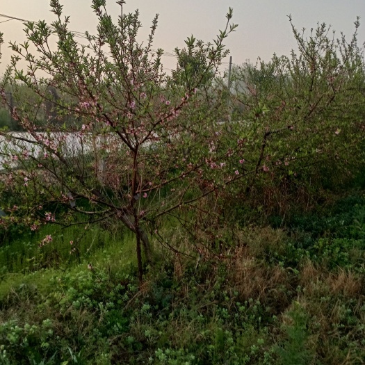 嫁接桃树苗 嫁接桃树果大树好亩产量大发家致富广大人民群众