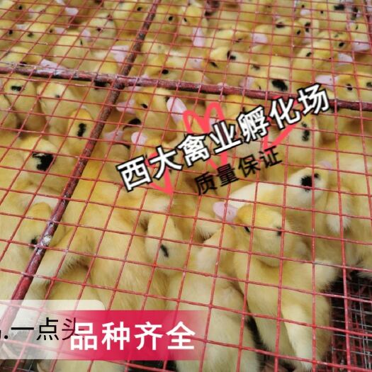 南宁肉鸭苗  一点头，M18鸭苗，价格优廉，嫩口苗大