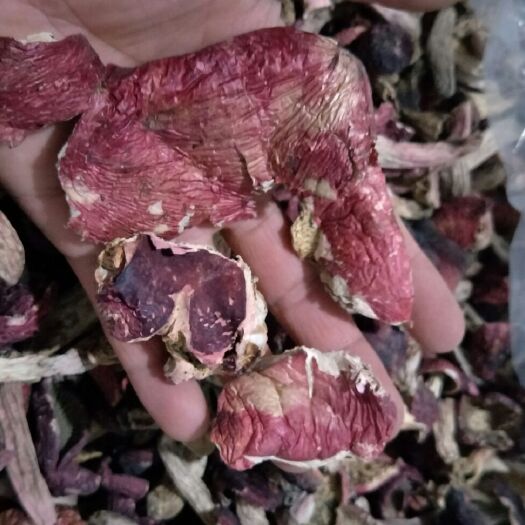红菇碎片，断脚，