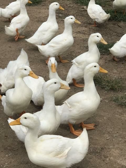 临高县 3000只白鸭