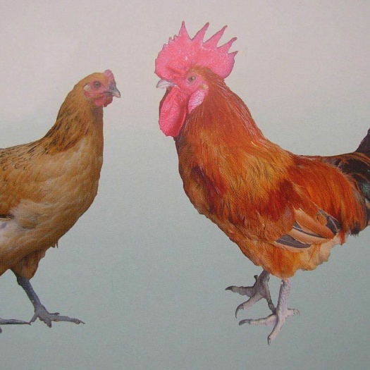 南宁 青脚麻鸡苗