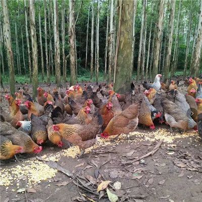 南宁三黄鸡苗 香鸡1号苗   厂家直销  包打疫苗  技术指导