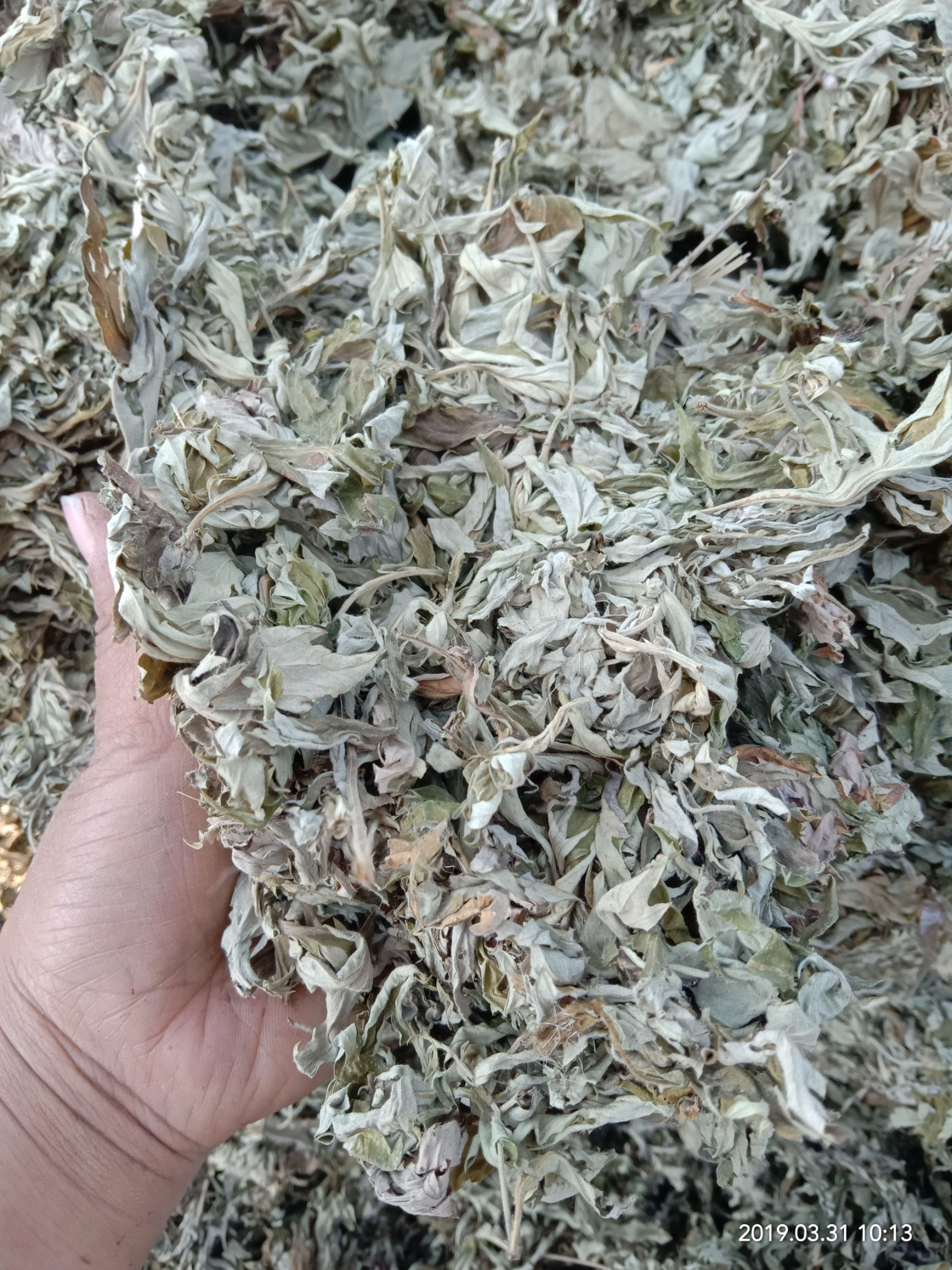 艾草   五月艾，泡脚制容佳品(干货)