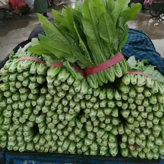 邯郸大油麦 油麦 精品货 箱装