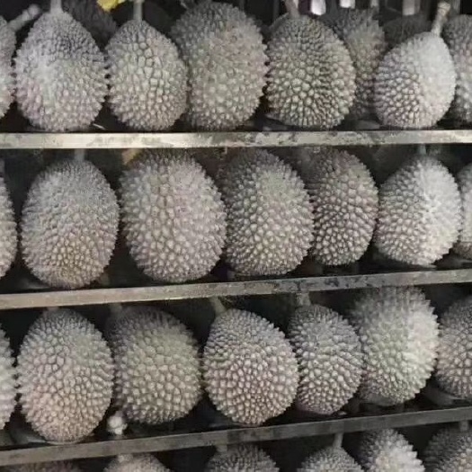 广州猫山王榴莲D197 正宗马来西亚猫山王D197 树上熟液氮冷冻果 招一件代发