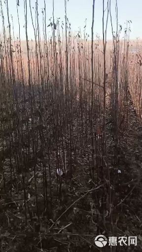 花牛苹果树苗 各种果树苗李子树苗