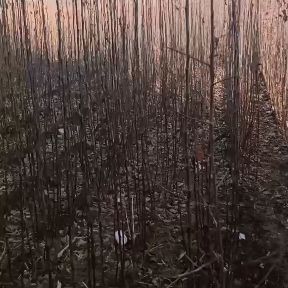 花牛苹果树苗 各种果树苗李子树苗