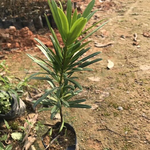 广州罗汉松袋苗 罗汉松小袋苗 盆栽花卉室内常绿观叶植物