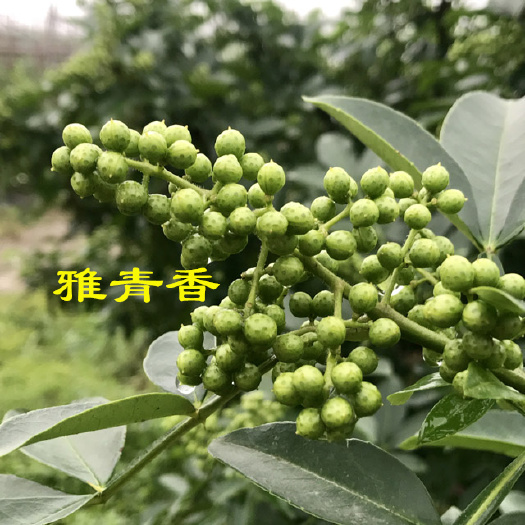 洪雅县 藤椒，鲜藤椒，自家基地，产地直供，绿色种植，美味健康