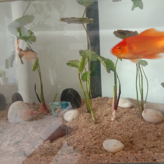 东平县鱼腥草根 鱼缸清澈草