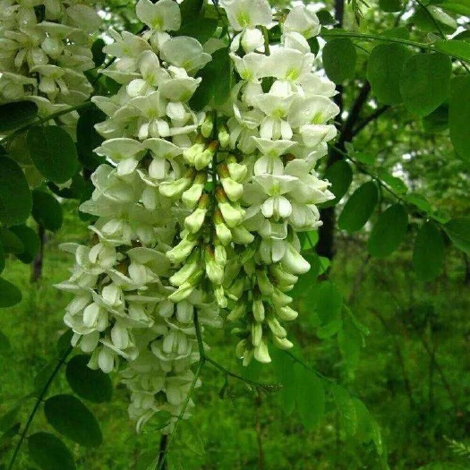 义马市 槐花，洋槐花，槐树花