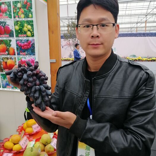 泰安蓝宝石葡萄苗