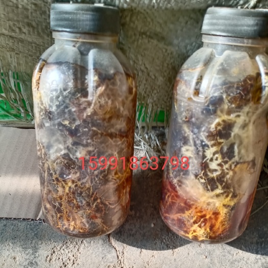 天麻蜜环菌种 优质蜜环菌