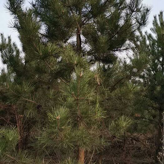 宝鸡旱地油松 4米油松一级树