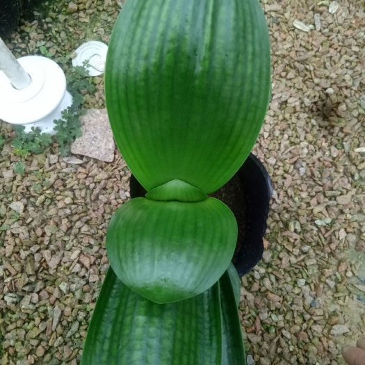 漳平市君子兰盆栽  君子兰花盆栽基地直销常年供应不掺假原盆发货