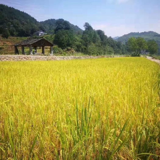 桑植县 张家界富硒大米