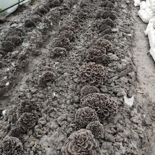 台江县栗蘑 鲜品灰树花批发，4月底供货