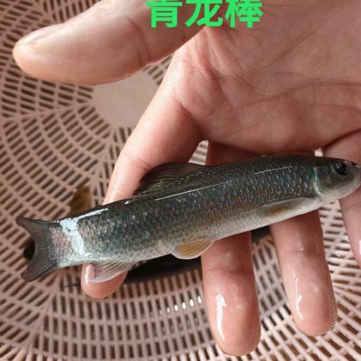 重庆市淡水青鱼 0.25-1公斤 人工养殖