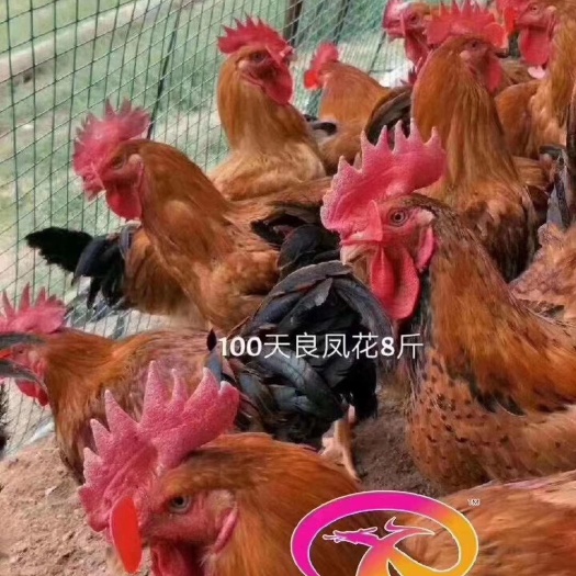 广州 良凤鸡苗花