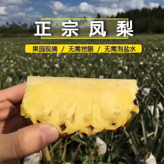 金钻凤梨  【凤梨】带你感受不一样的风情 不泡盐不去刺 产地直发包邮
