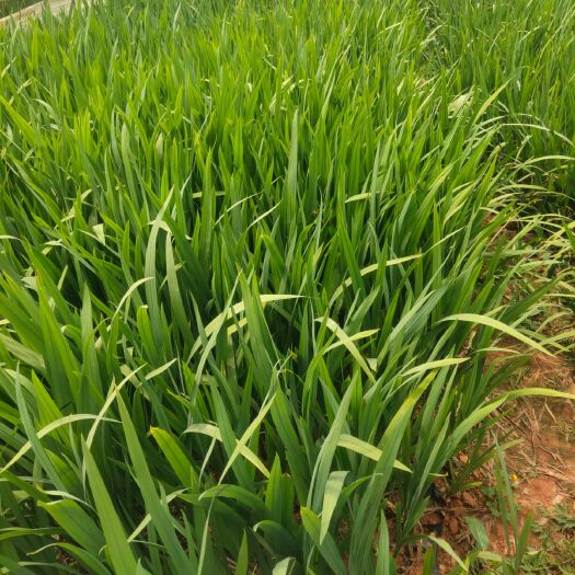 宜良县鸢尾  宜良县成芳苗圃，出售各种绿化地被，品种多，一站式到位，讲诚信
