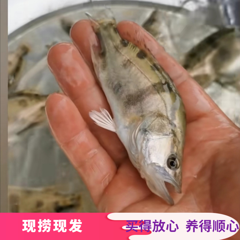 翹嘴鱖  桂花魚苗，鱖魚苗批發(fā)，各規(guī)格齊全，保質(zhì)保量