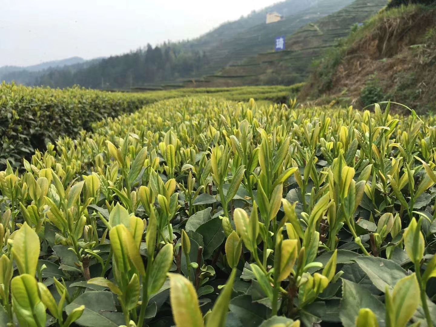  湄潭绿茶