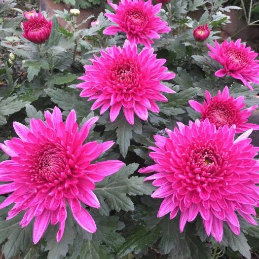 开封 种苗菊花苗
