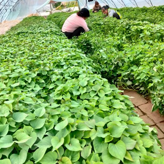 秦薯4号红薯苗  杨凌红薯苗秦薯5号