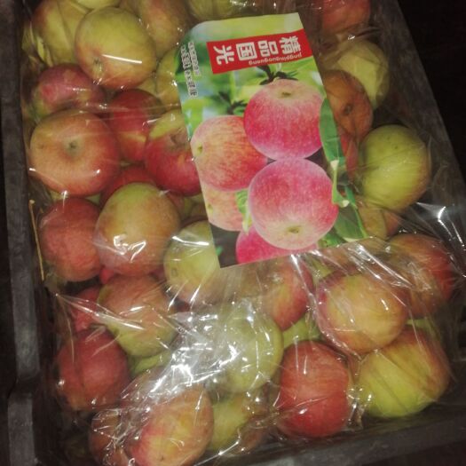 盖州市精品国光苹果