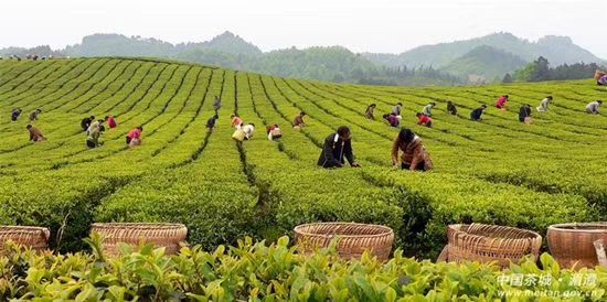  湄潭绿茶